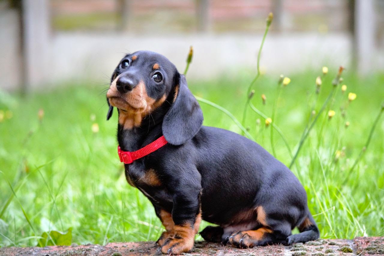 cute doxie puppy
