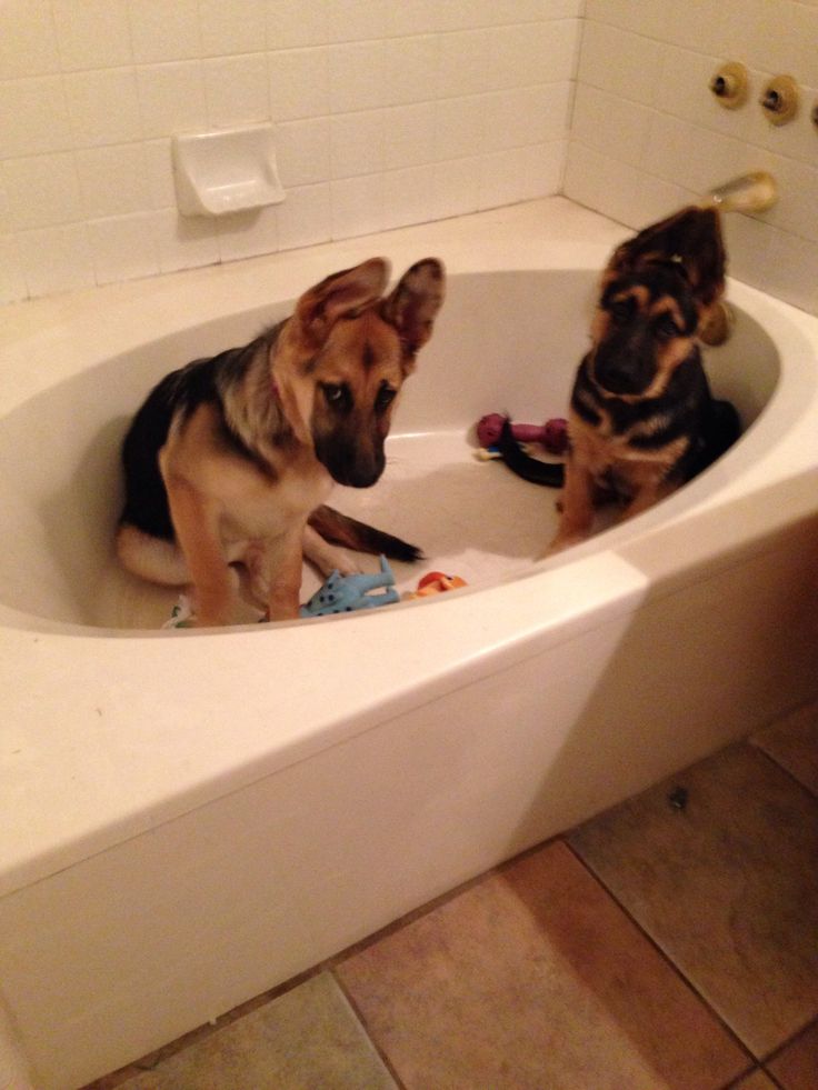 cute german shepherd puppies