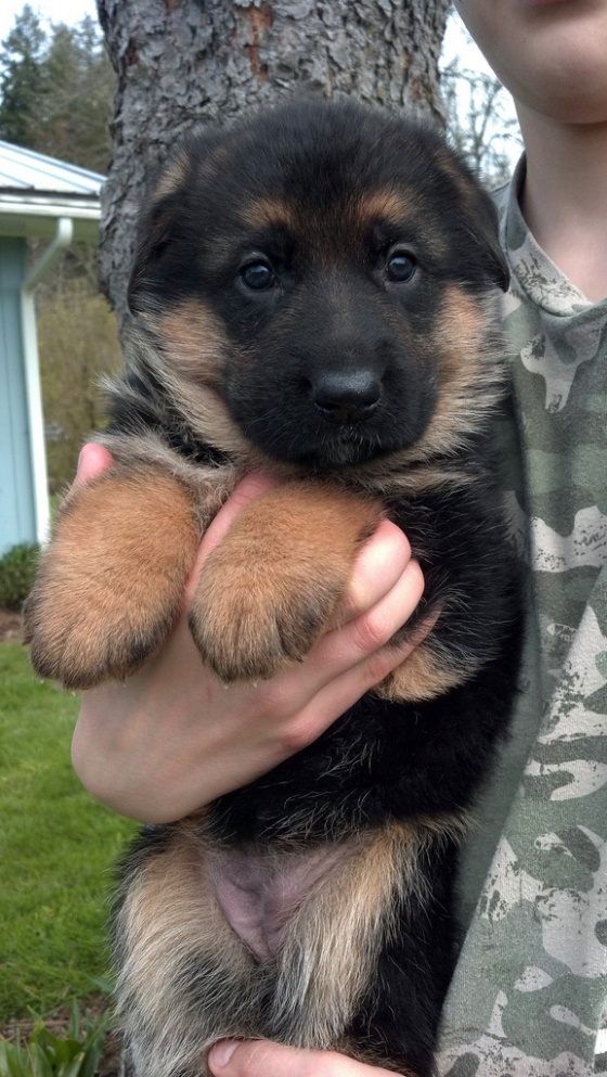 cute german shepherd puppy