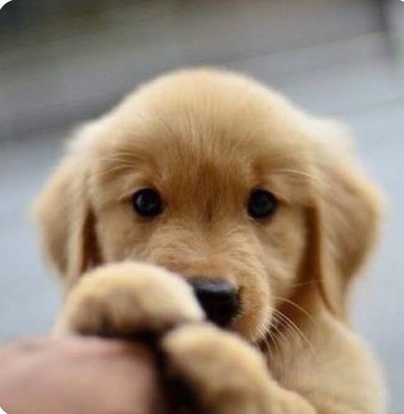 cute golden retriever puppy