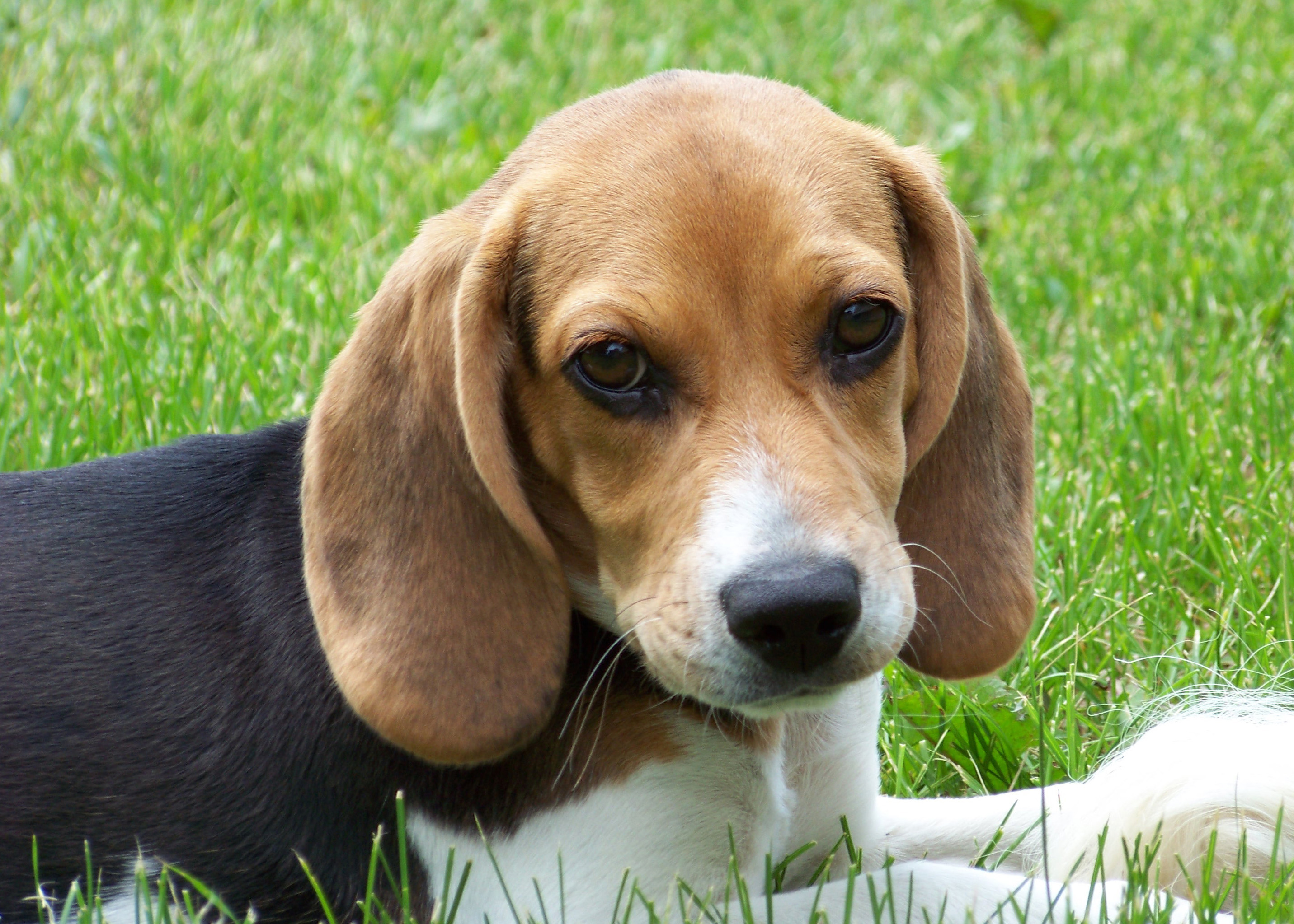 cute jack beagle