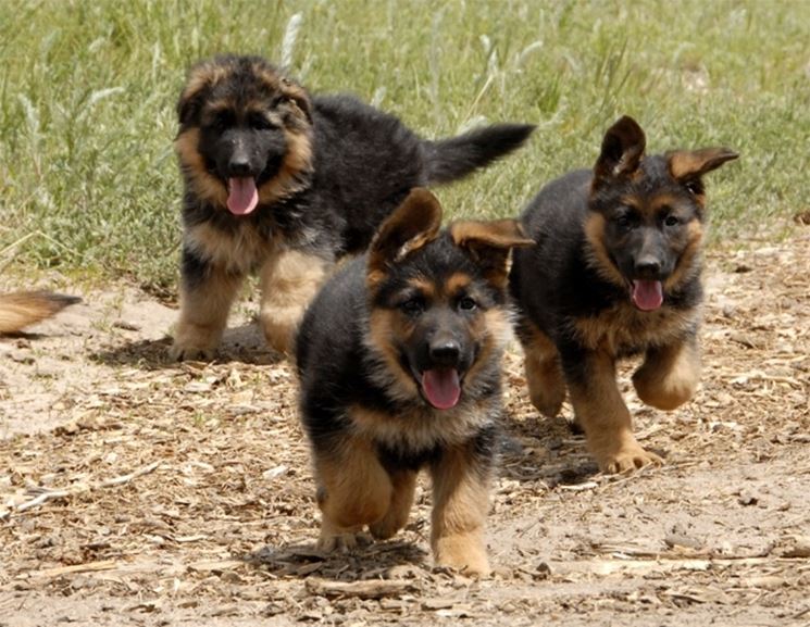 cute puppies german shepherds