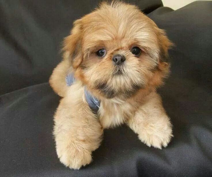 cute puppy shih tzu toy