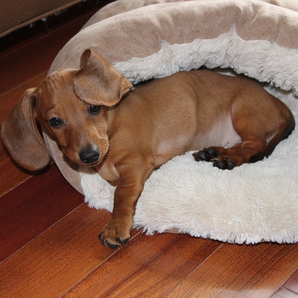 cute puppy sleeping