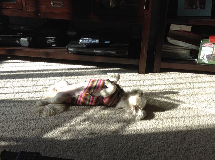 cute shih tzu sun