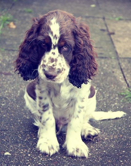 cute spaniel dog