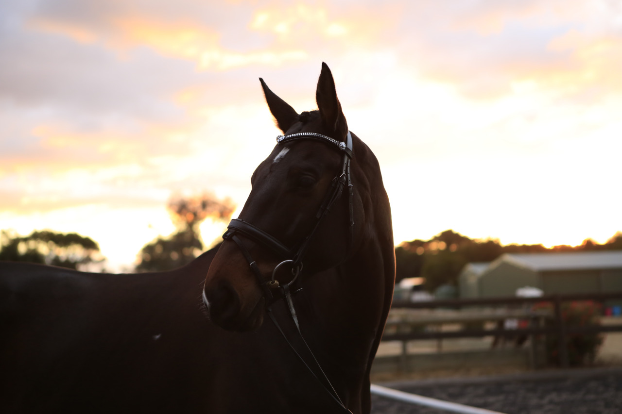 dakota horse face evening