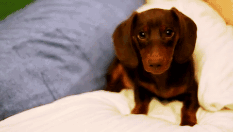 dog bed gif