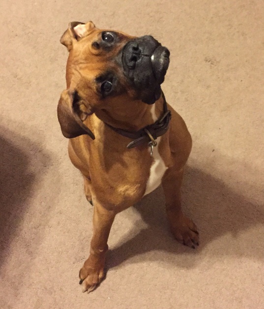 dog boxer listening