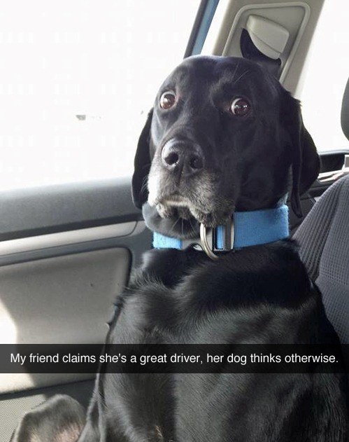 dog eyes photo