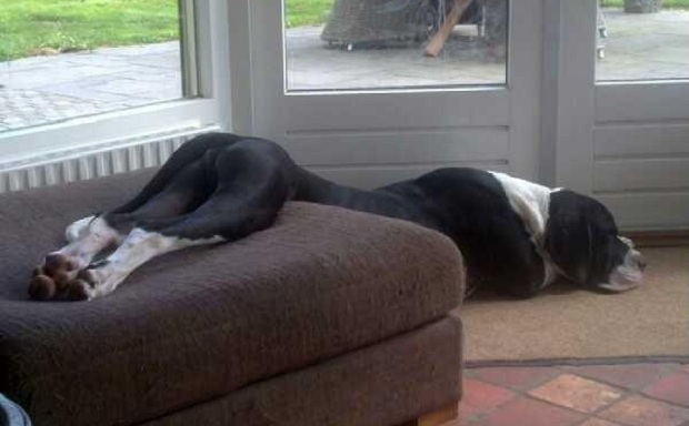 The 10 Most Awkward Great Dane Sleeping Positions 11