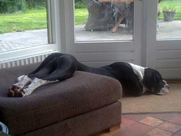 dog great dane sleeping
