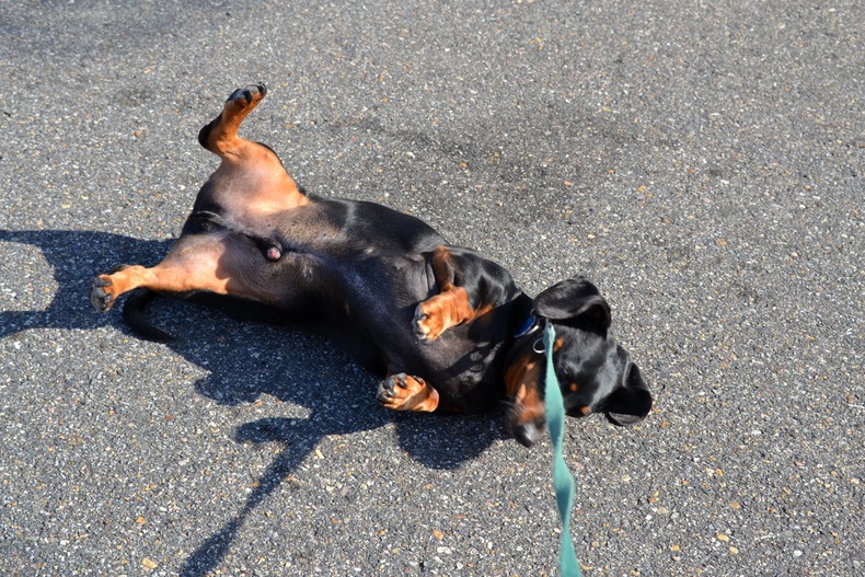 doxie lying photo