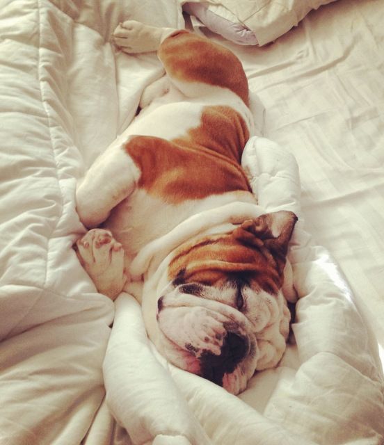 english bulldog in bed