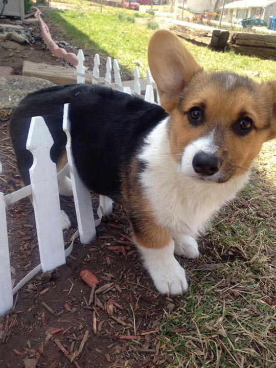 12 Reasons Why Corgis Are The Most Dangerous Pets. The Last One Is Horrible. 4 funny Corgi cute puppy fence stuck