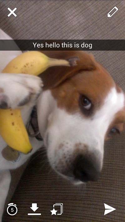 funny beagle pics