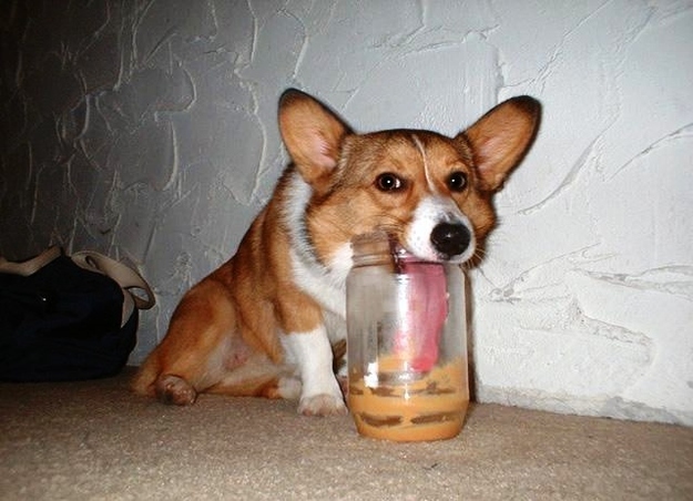 funny corgi eating