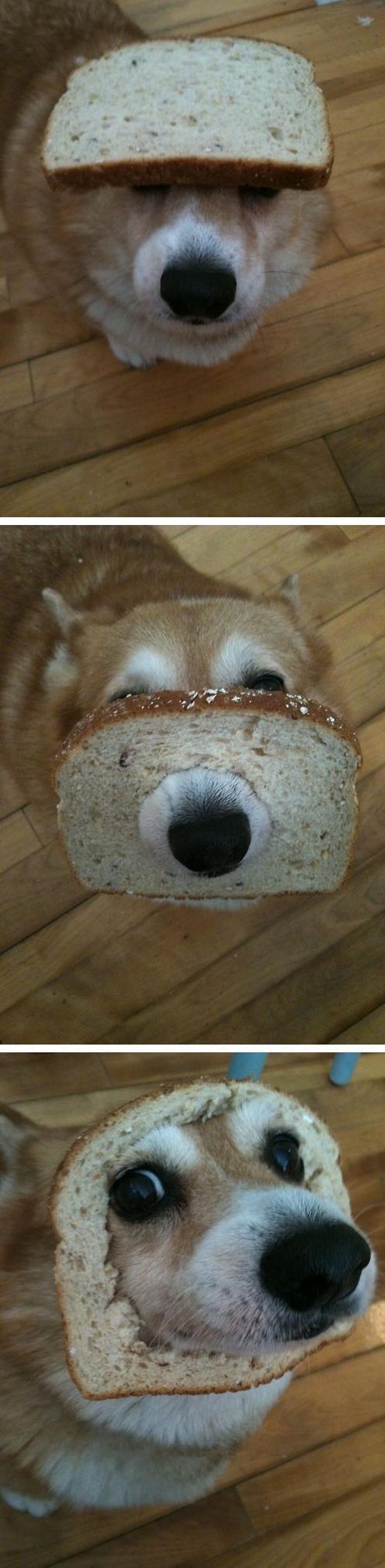 funny corgi eyes bread