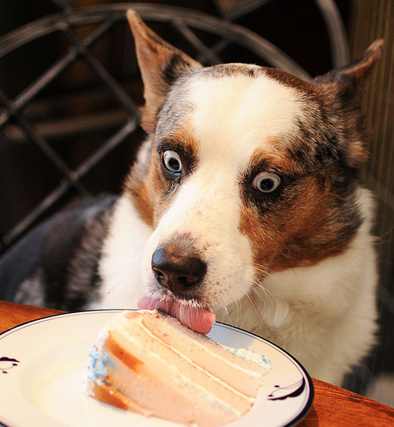 funny corgi eyes cake