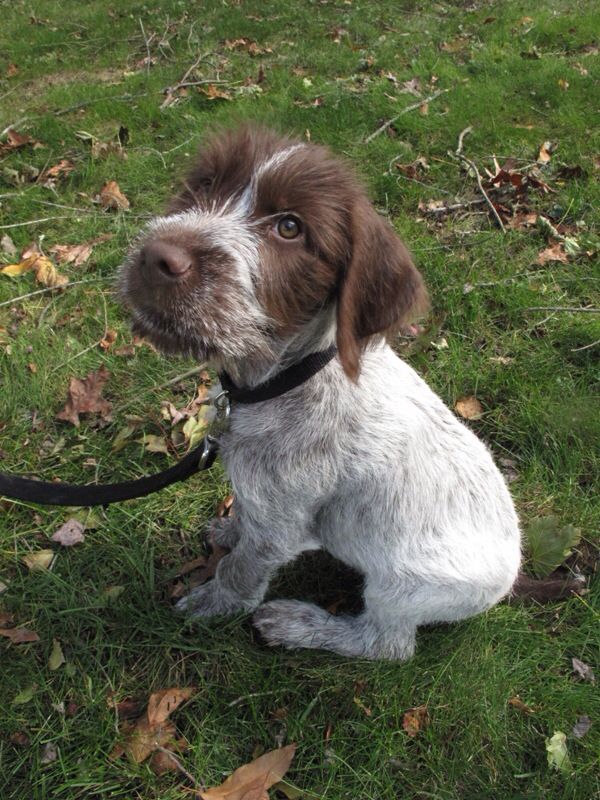 funny cute pointer pup
