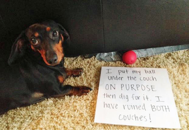 funny dog doxie