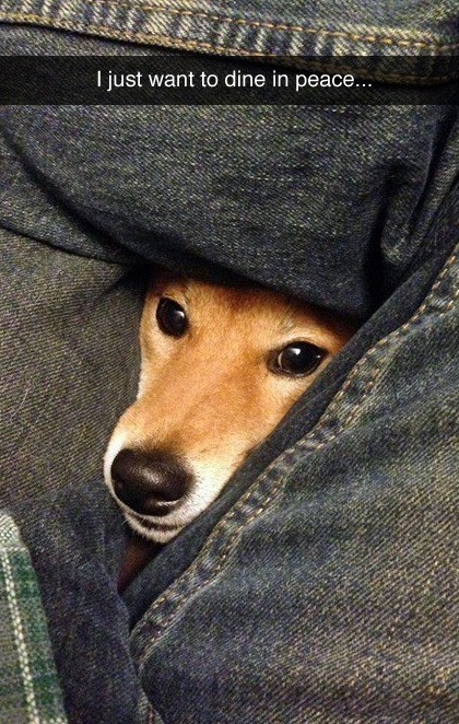 funny dog moment