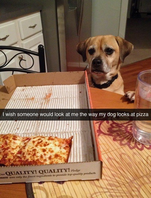 funny dog pizza