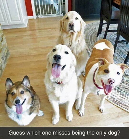 funny dogs photography