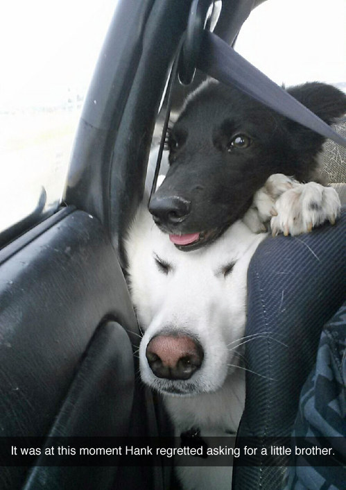 funny dogs pics