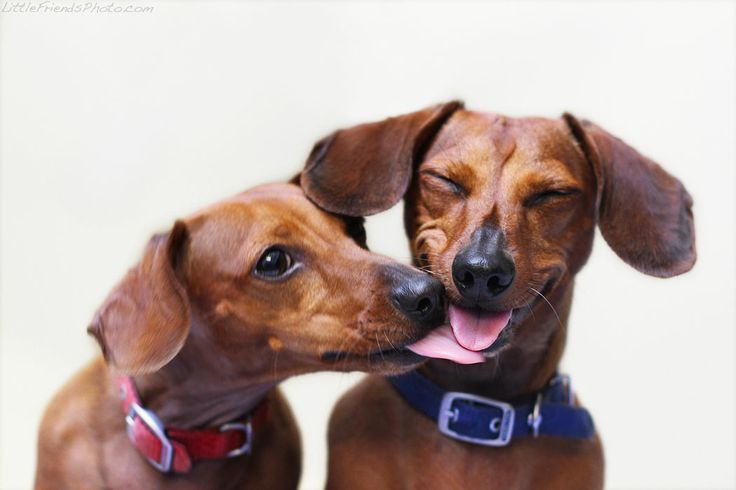 funny doxie photo