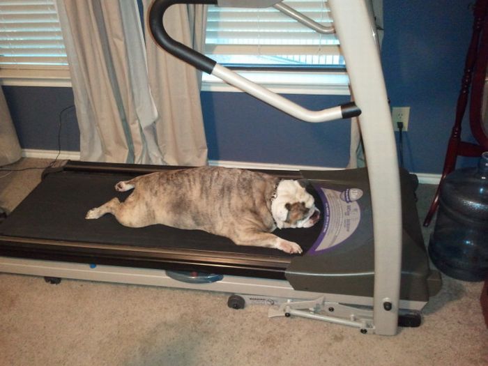 funny english bulldog runner