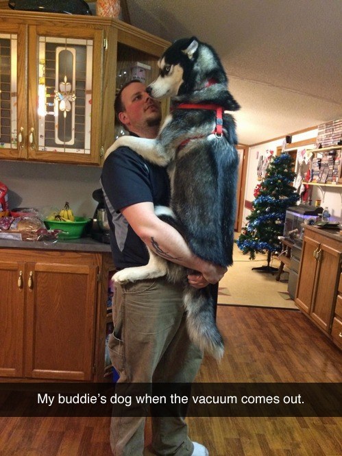 funny husky