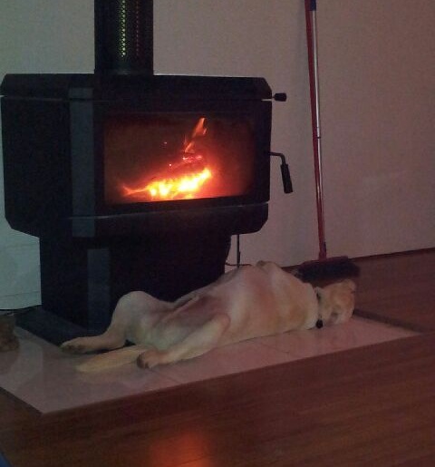 funny labrador nap time