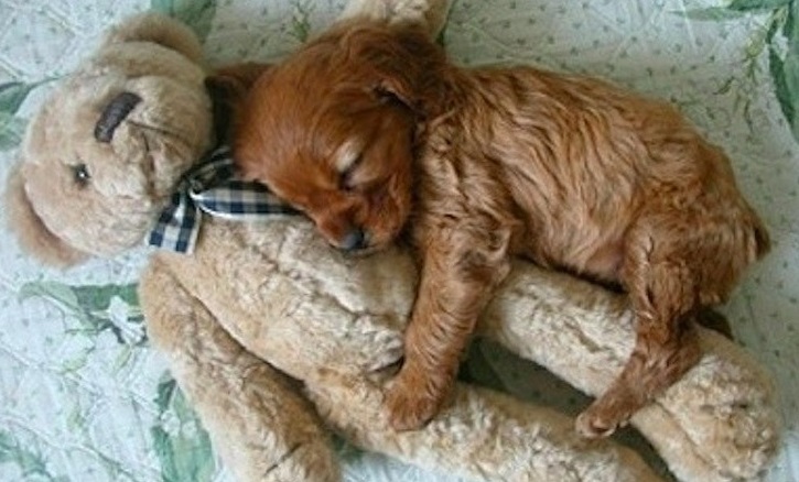 The 10 Most Awkward Shih Tzu Sleeping Positions 1