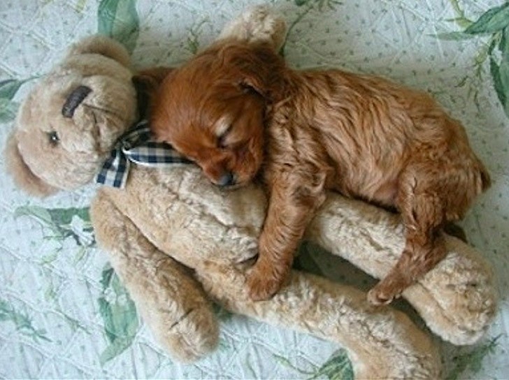 funny shih tzu bear