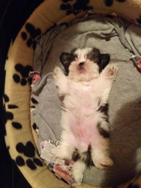 funny sleep shih tzu