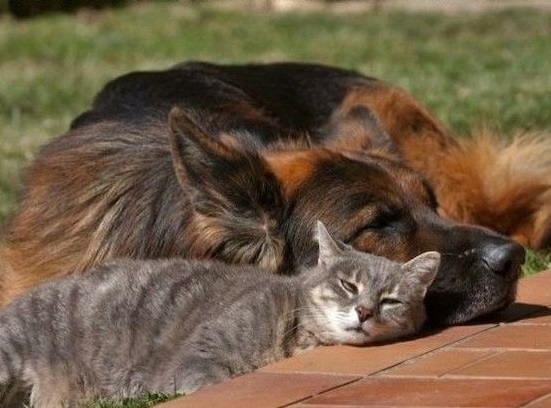 german shepherd cat