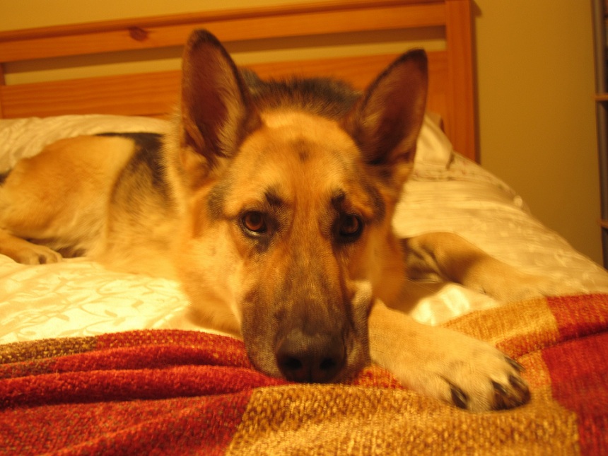 german-shepherd on bed