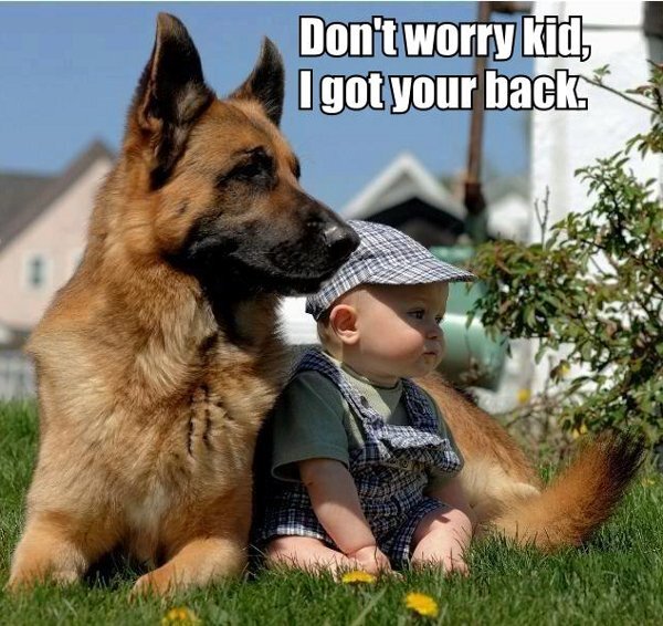 german shepherd protect kid
