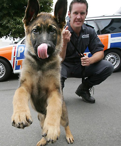 german shepherd protect police
