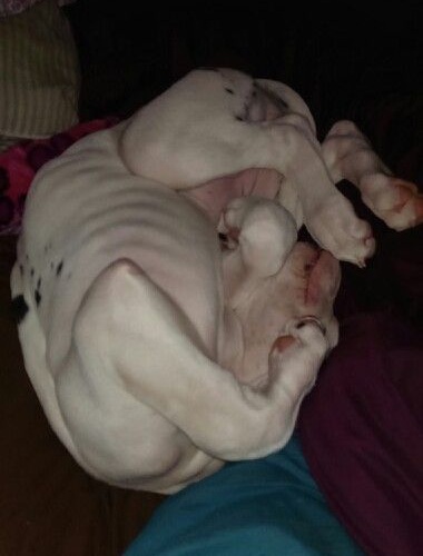 great dane dog sleep