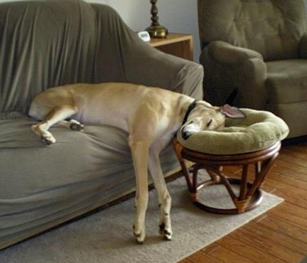 great dane sleeping dog