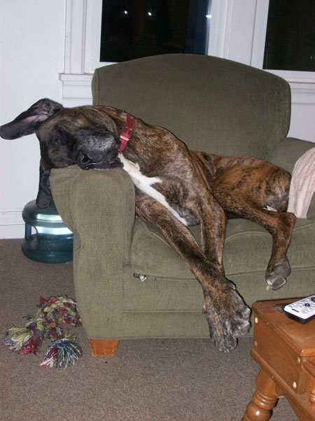 great dane sleeping in chair