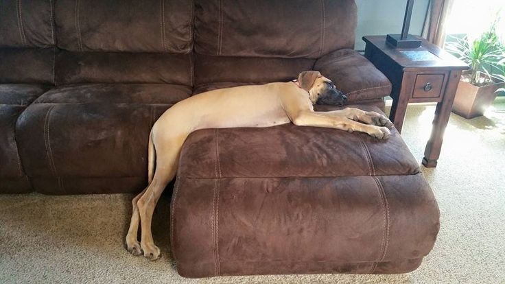 great dane sleeping