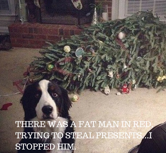 10 Reasons Border Collies Are The Worst Breed EVER 2 guilty border collie