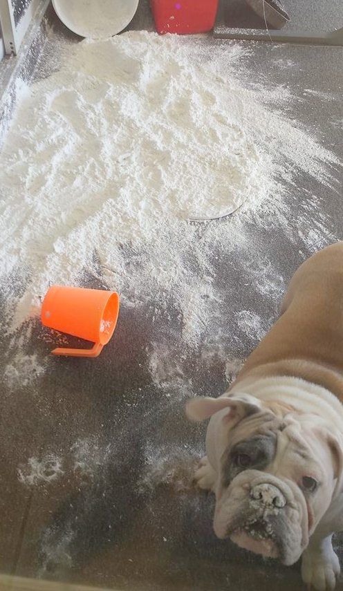 guilty english bulldog