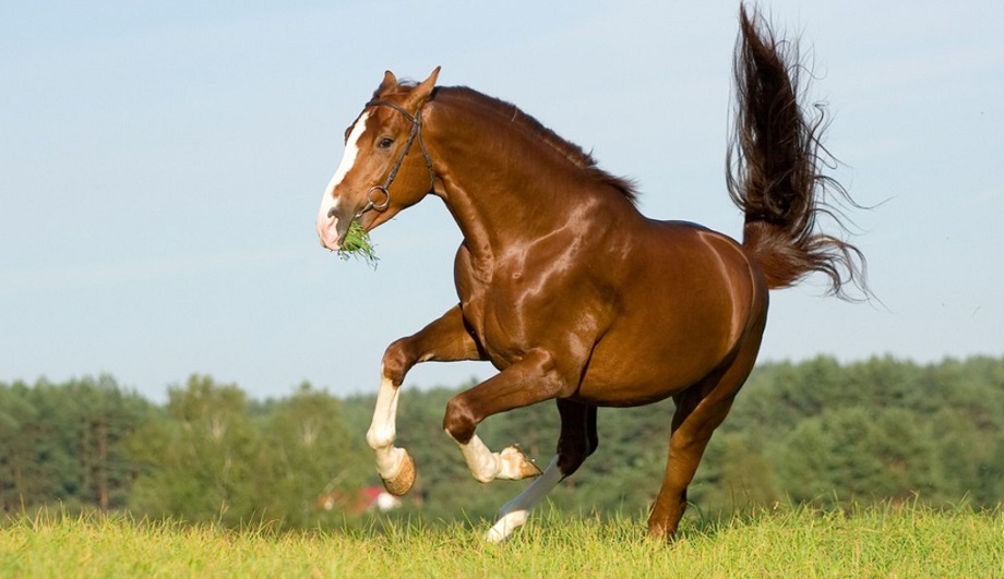 10 Best Horse Names 3