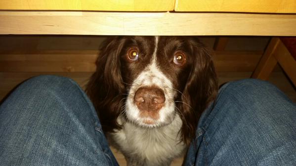 hungry spaniel