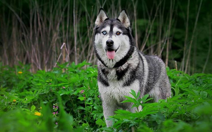 husky eyes