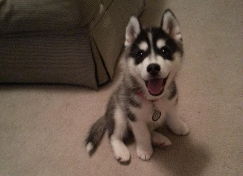 husky puppy